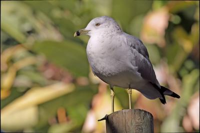 Ring-billed Gull