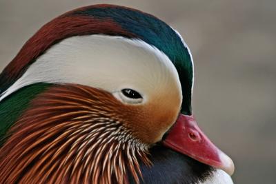 Mandarin Duck