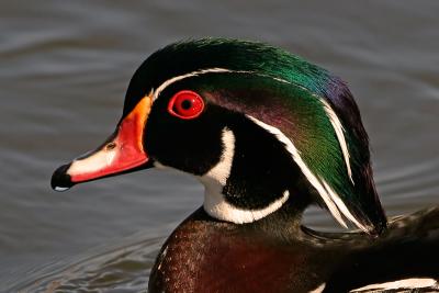 Wood Duck (Male)