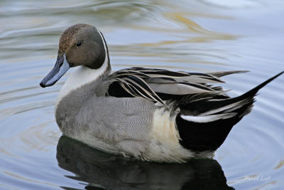 Northern Pintail