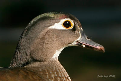 Wood Duck (Female)