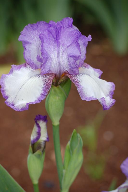 Real Jardin Botanico