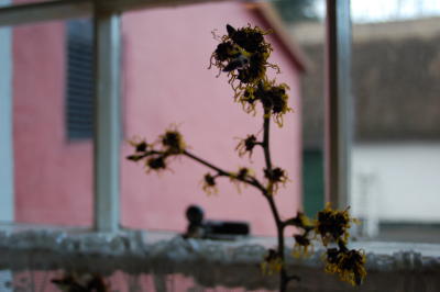 Dried Flower in Windowsill, Co. Clare