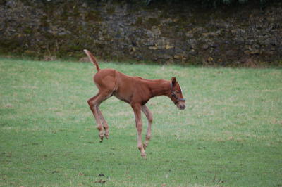 Kicking Foal at Ballylinch Stud in Mount Juliet, Co. Kilkenny