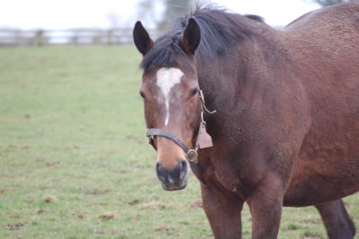 Pregnant Mare Paces in Pasture, Ballylinch Stud, Co. Kilkenny