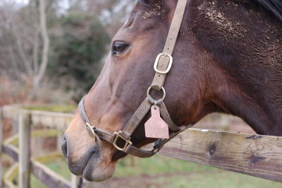 Mare at Ballylinch Stud, Co. Kilkenny