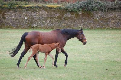 Mare and Foal at Ballylinch Stud, Co. Kilkenny