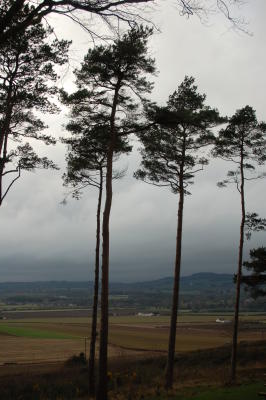 Tall Trees, Windy Gap Overlooking Stradbally, Co. Laois
