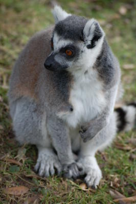 Lemur catta, Fota Island, Co. Cork