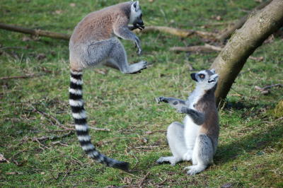 Lemur catta, Fota Island, Co. Cork: A Play-Fight Series