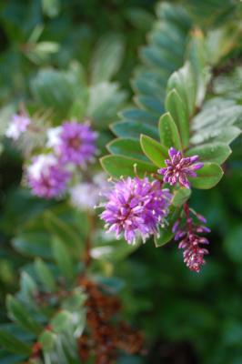 Purple Flowers, Connemara
