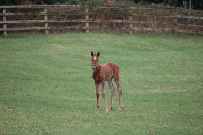 Foal at Ballylinch Stud, Co. Kilkenny