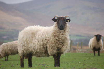 Sheep in Dingle, Co Kerry
