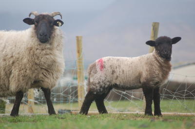 Sheep in Dingle, Co Kerry