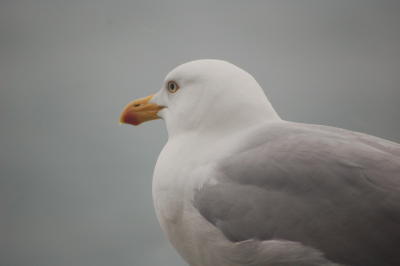 Seagull, Dingle Peninsula, Co Kerry
