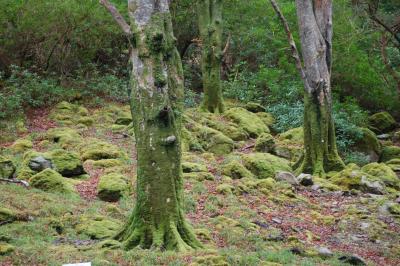 Moss Trees, Co Kerry