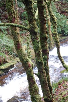 Moss Trees by Torc Falls, Co Kerry