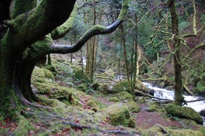 Moss Trees by Torc Falls, Co Kerry