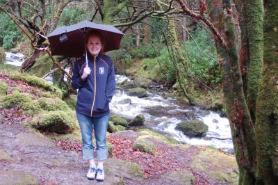 Moss Trees by Torc Falls, Co Kerry
