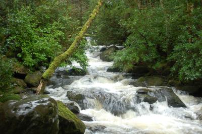 Moss Trees by Torc Falls, Co Kerry
