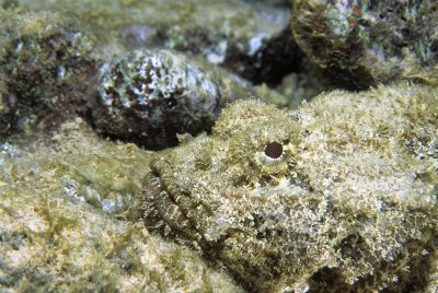 Scorpion Fish