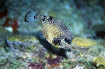 Smooth Trunkfish