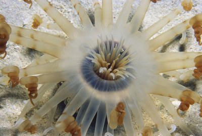 Banded Tube-Dwelling Anemone