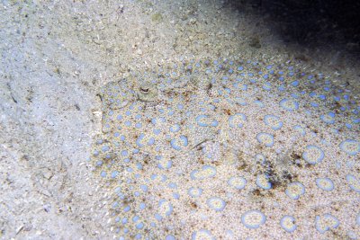 Peacock Flounder