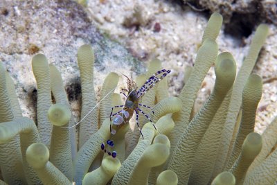 Spotted Cleaner Shrimp