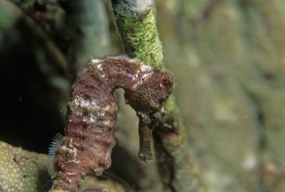 Longsnout Seahorse