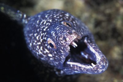 Bonaire Eels