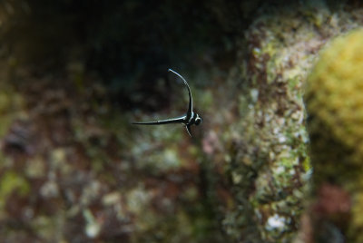 Spotted Drum