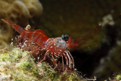 Red Night Shrimp