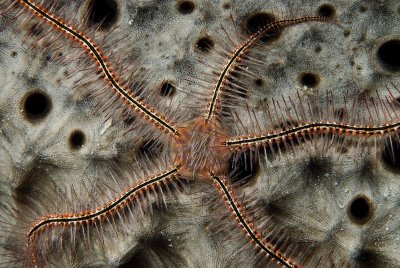 Bonaire Brittle Stars and Sea Slugs