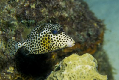 Spotted Trunkfish