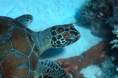 Green Turtle