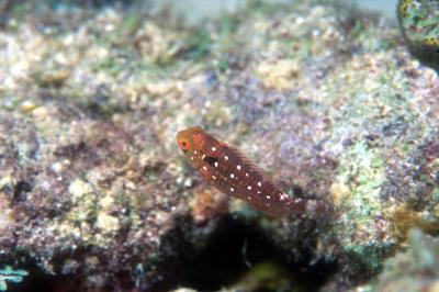 g3/84/610984/3/52997367.fishy4copy.jpg