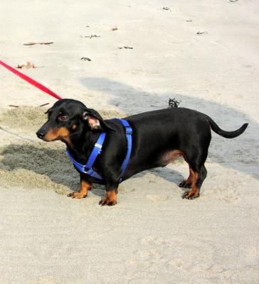 The Beach Is Also Fun