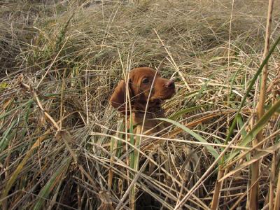 Otis In The Dune Grass