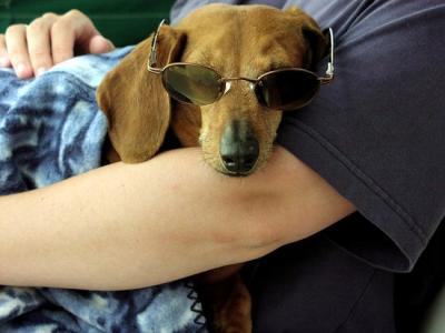 Cool Dog