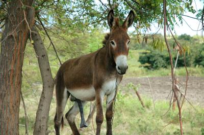 Donkey - Antigua