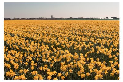 Dutch bulb fields