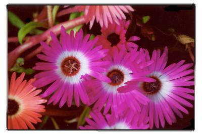 g3/84/629784/3/54937160.ijsbloem.jpg