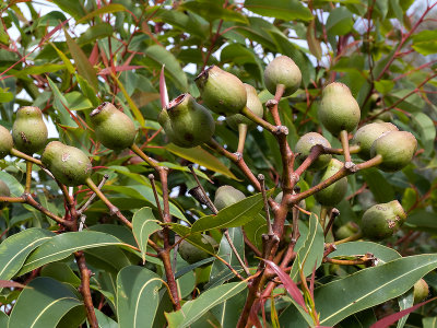 Gum Nuts 30/08