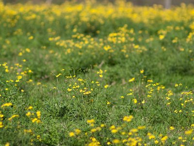 Field Of Weeds 23/05