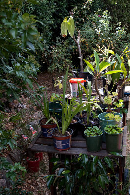 Potting Bench  26/01