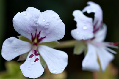 Geranium 27/01