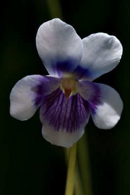 Native Violet 29/01