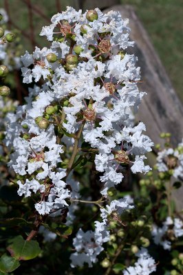 Crape Myrtle 11/02