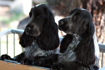 Bird Dogs 03/04